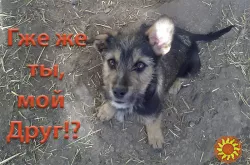 Щенки Двортерьера. Братик и Сестричка. в Добрые руки!