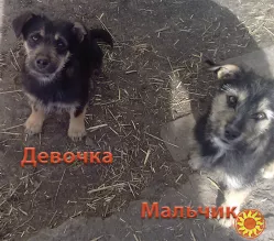 Щенки Двортерьера. Братик и Сестричка. в Добрые руки!