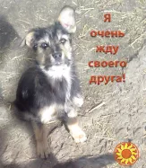 Щенки Двортерьера. Братик и Сестричка. в Добрые руки!