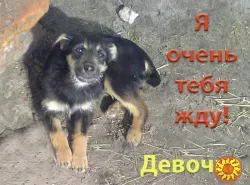 Самый красивый и умный Щенок в добрые руки!