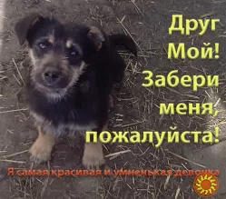 Самый красивый и умный Щенок в добрые руки!