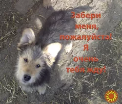 Щенки Дворбернара. Пушистый Мальчик в добрые руки!