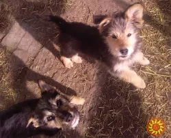 Щенки Дворбернара. Пушистый Мальчик в добрые руки!