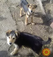 Щенки Дворбернара. Пушистый Мальчик в добрые руки!