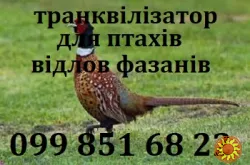 Транквілізатор для птахів(відлов фазанів)