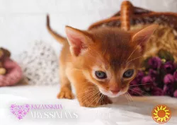 Абиссинская кошка котёнок