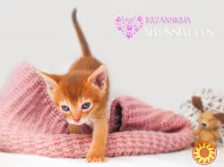 Абиссинская кошка котёнок
