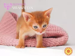 Абиссинская кошка котёнок