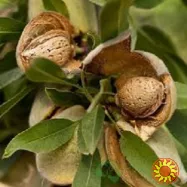 Черенки мигдаля солодкого для щеплення та вкорінення - vdala.pro