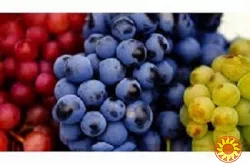 Черенки винограду для щеплення та вкорінення - vdala.pro