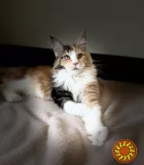 Мейн кун дівчинка з родословною.