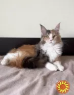 Мейн кун дівчинка з родословною.