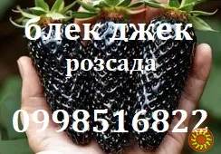 Полуниця сорту Блек джек, ремонтантна(розсада копанка)