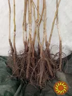 Саджанці та черенки для щеплення горіха Пекан