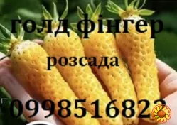 Полуниця сорту Голд фінгер, ремонтантна(розсада копанка)