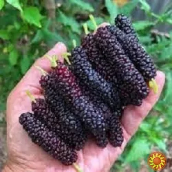 Черенки Китайської шовковиці для щеплення або вкорінення