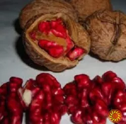 Сажанці та черенки горіха сорту Роберт Лівермор(червоний)