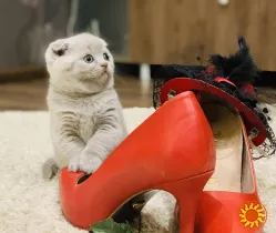 Шотландська висловуха дівчинка.