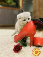 Шотландська висловуха дівчинка.