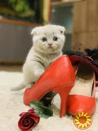 Шотландська висловуха дівчинка.