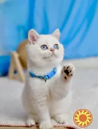 Британський хлопчик блакитні очі