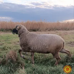 Продам барана живою вагою.
