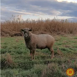 Продам барана живою вагою.