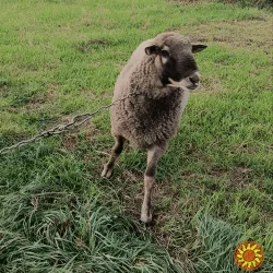 Продам барана живою вагою.