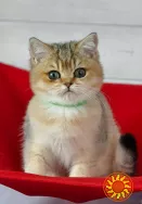 Британські кошенята золота шиншилла