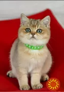 Британські кошенята золота шиншилла