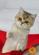 Британські кошенята з розплідника в Одесі