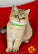 Британські кошенята з розплідника в Одесі