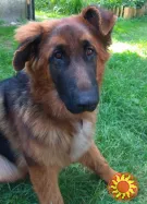 Вставки ушные для постава ушей у немецкой овчарки