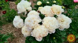 Colonel Owen Cousins / Колонель Овн Кузінс