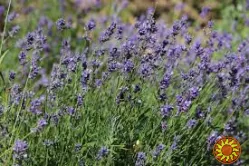 Куплю лікарські трави