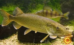 Куплю судак, щуку по всій Україні. Гурт.