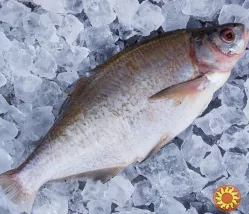 Куплю лящ, плітку ( тарань ), густера, синець по всій Україні. Гурт.