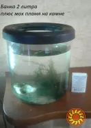 Аквариум Растения Мох Анубиас