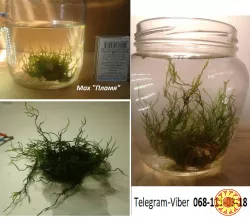 Аквариум Растения Мох Анубиас