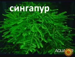 Аквариум Растения Мох Анубиас