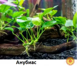 Аквариум Растения Мох Анубиас