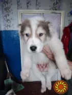 Продам щенков Алабаи