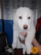 Продам щенков Алабаи