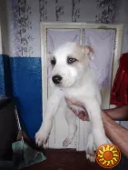 Продам щенков Алабаи