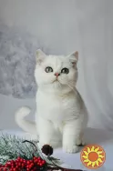 Срібна шиншилла британськи кошенята