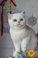 Срібна шиншилла британськи кошенята