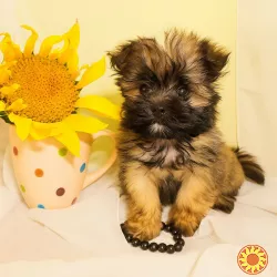 Украинский цветной той.Девочка с документами