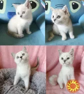 Роскошные шотландские малыши