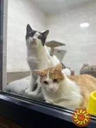 Ветклініка "SOS" - доступна допомога тваринам!