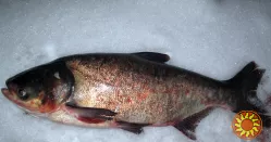 Куплю товстолоб 5+ Куплю товстолоб 10+ Куплю щуку Куплю судак Куплю плотву Самовивіз